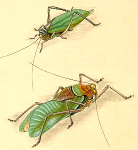 Katydids (Bush Crickets). Free illustration for personal and commercial use.