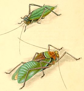 Katydids (Bush Crickets)