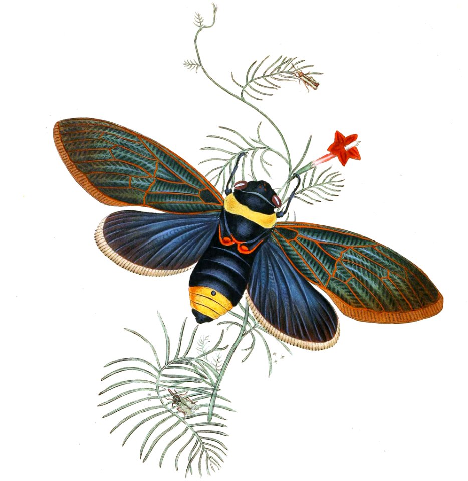 Tacua speciosa and Other Hemiptera