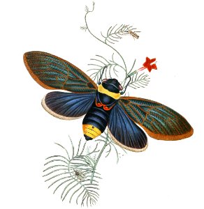 Tacua speciosa and Other Hemiptera