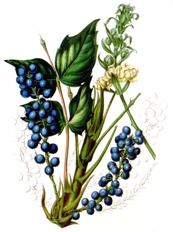 Mahonia nervosa