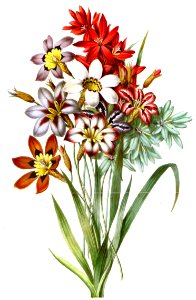 Sparaxis And Ixia