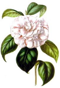 Camellia Grande Duchessa D’Estruria