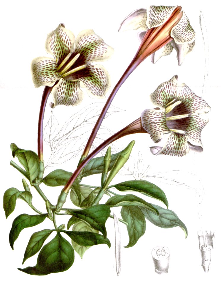 Rothmannia longiflora