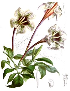 Rothmannia longiflora