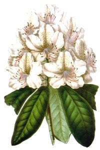Rhododendron carneum elegantissimum