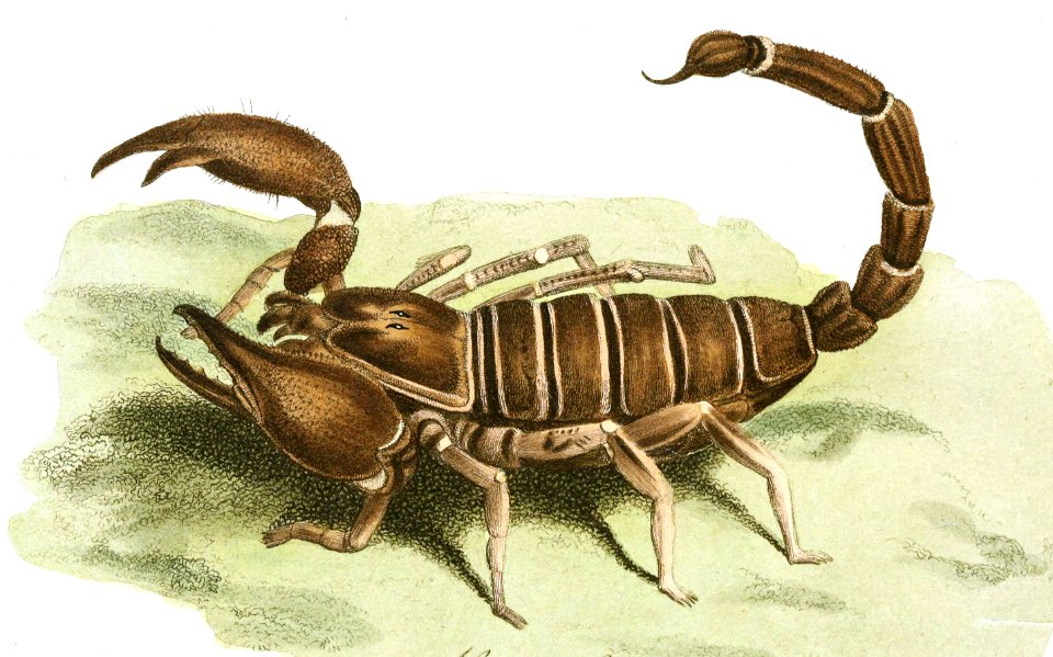 Scorpion