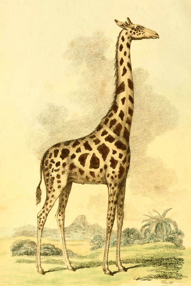 Giraffe in the Savannah