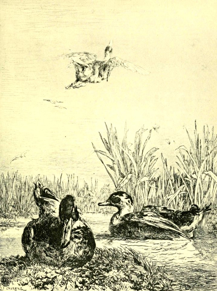 Wild Ducks