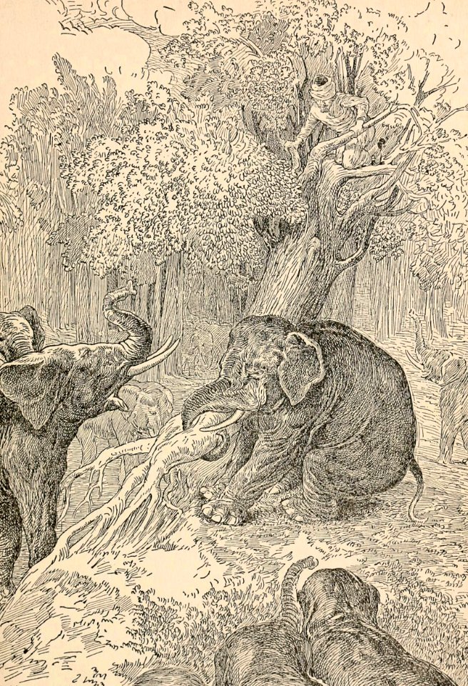 The Elephant Tore Up the Tree