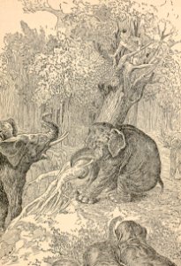 The Elephant Tore Up the Tree