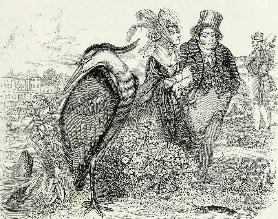The heron