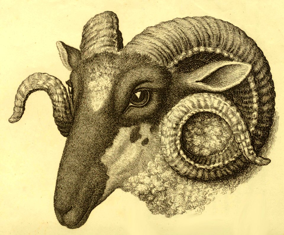 Ram