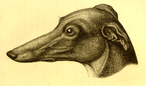 Greyhound’s Profile. Free illustration for personal and commercial use.