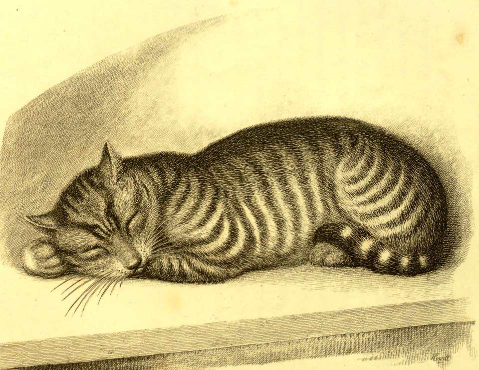 Sleeping Cat