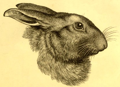 Hare’s Profile. Free illustration for personal and commercial use.