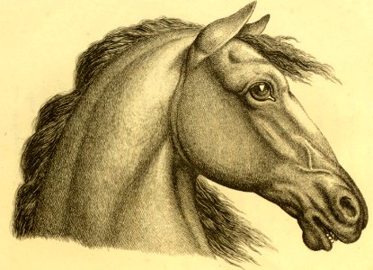 Horse’s Profile. Free illustration for personal and commercial use.