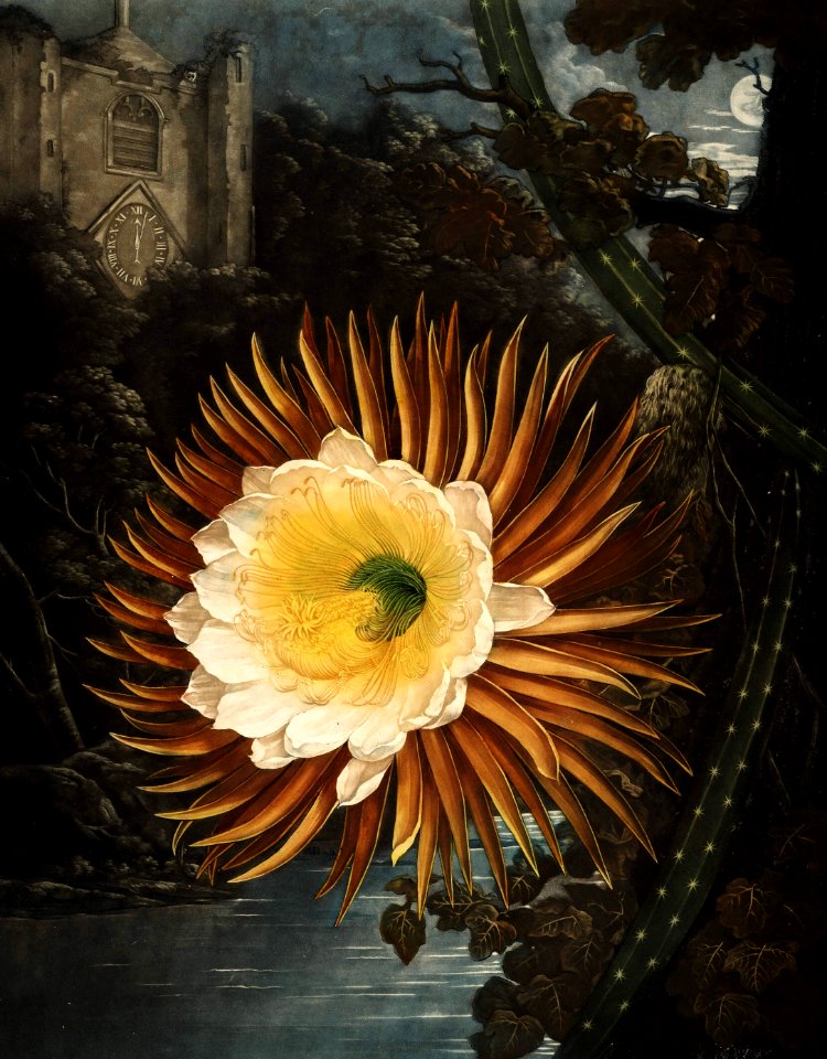 Selenicereus grandiflorus