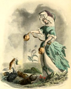 Opium Poppy