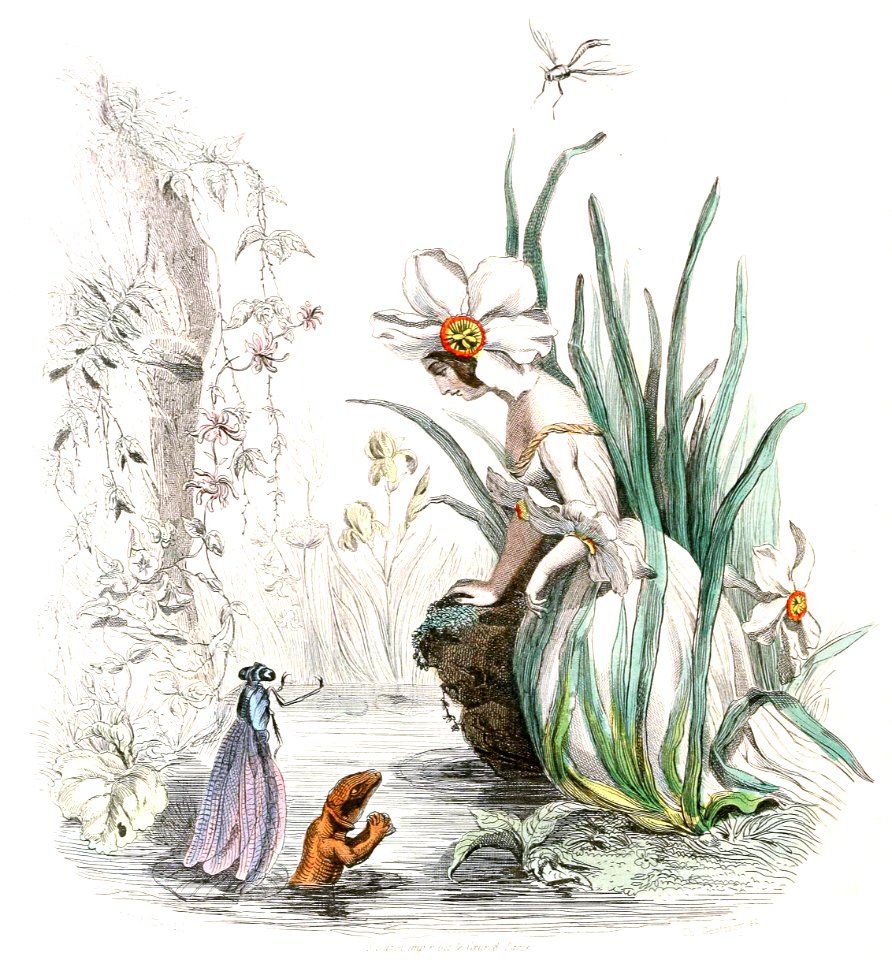 Narcissus