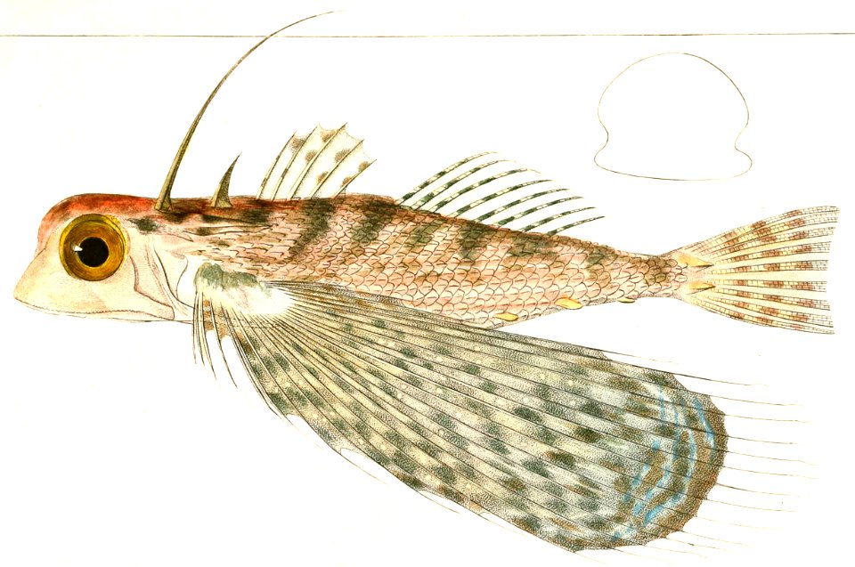 Oriental Flying Gurnard