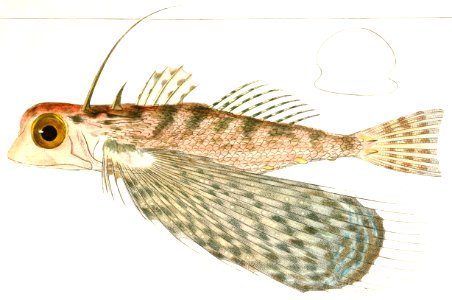 Oriental Flying Gurnard