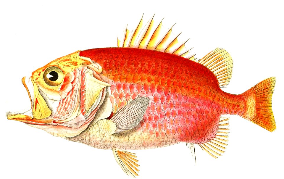 Straighthead Soldierfish