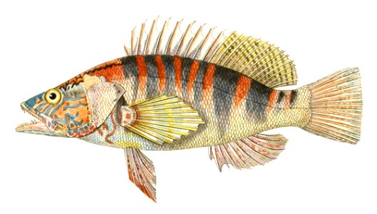 Painted Comber