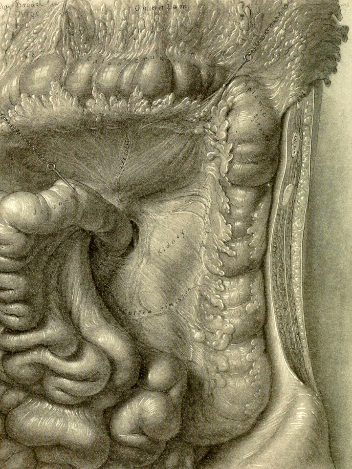 Left Kidney In Situ