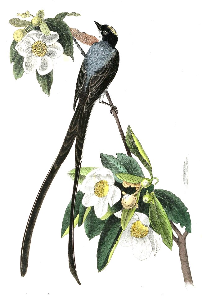 Fork-Tailed Flycatcher