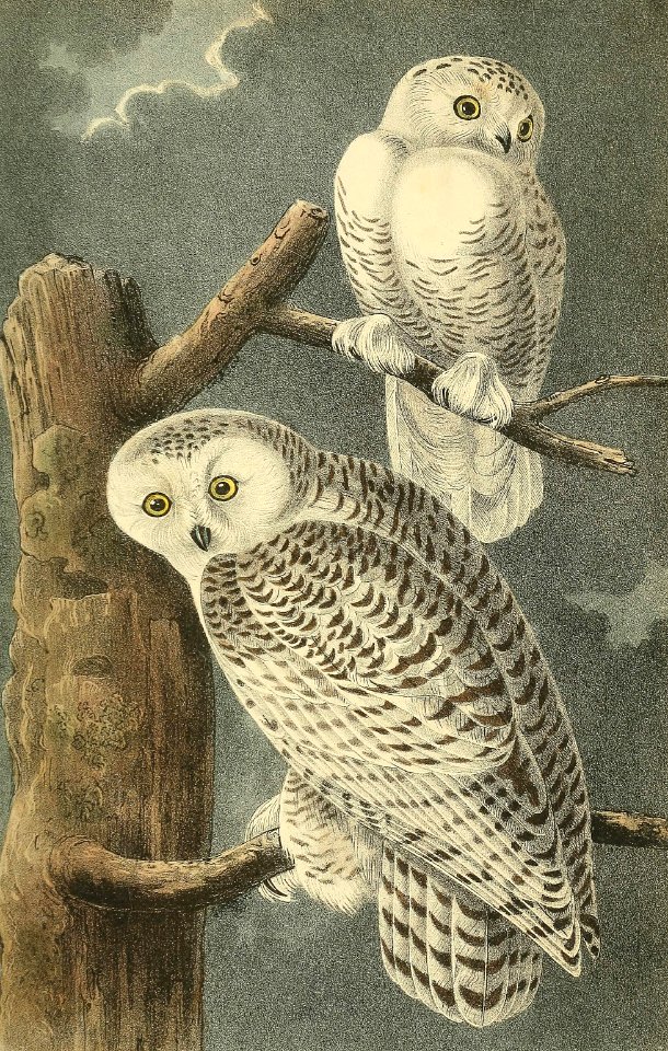 Snowy Owl