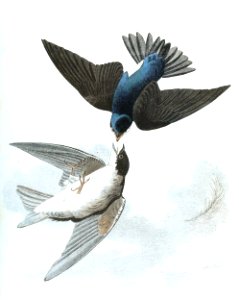 Tree Swallow