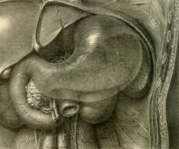 Dissection Showing Viscera