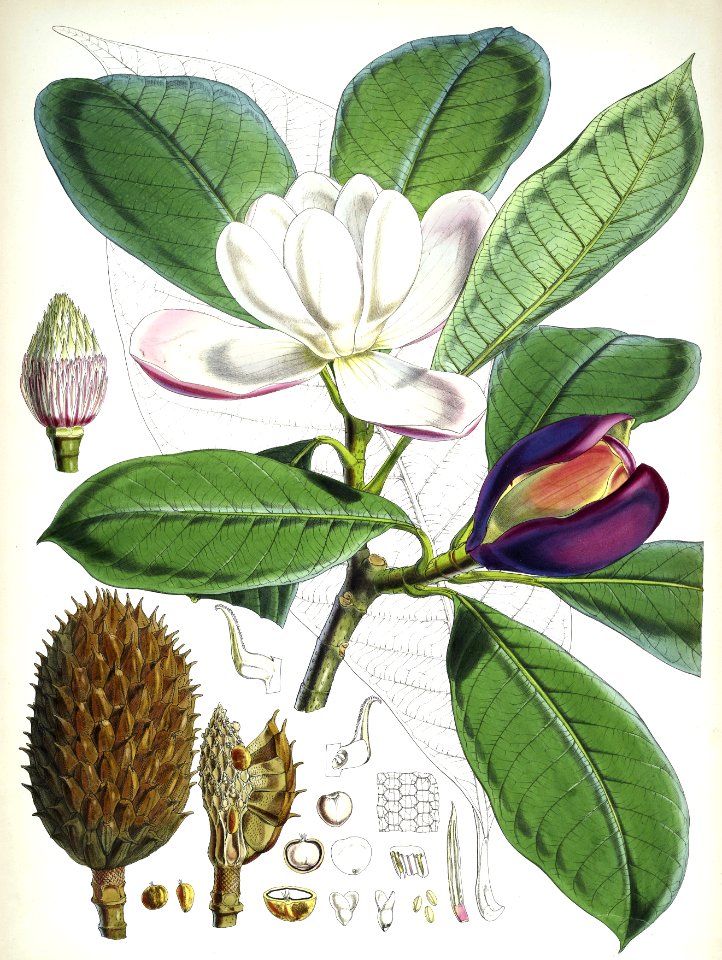 Magnolia hodgsonii