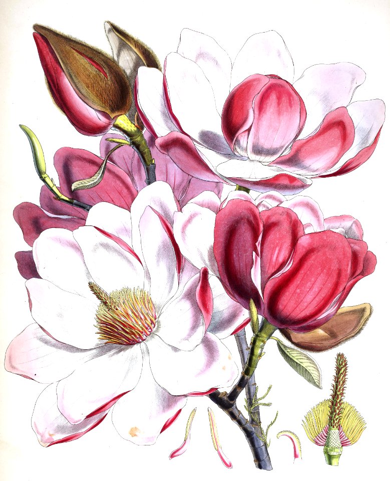 Magnolia campbellii