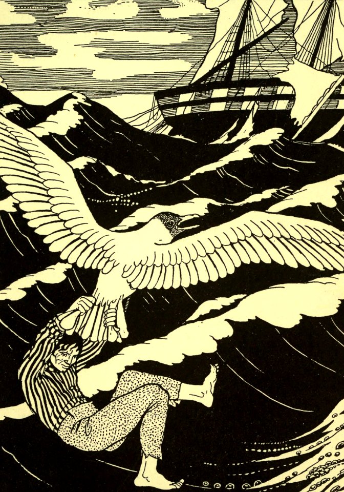The Tail of a Large Sea-Gull