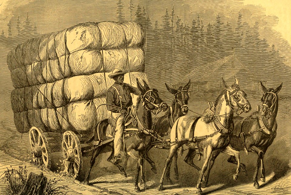 Hauling Cotton to Market