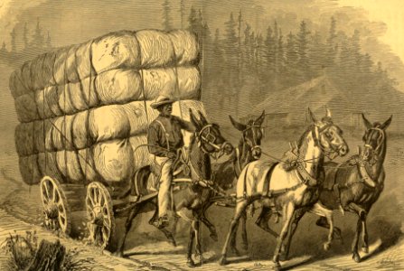 Hauling Cotton to Market