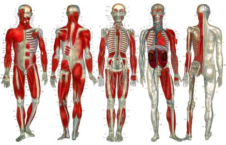 Recapitulation: Myography. — Neurography. — Angiography.