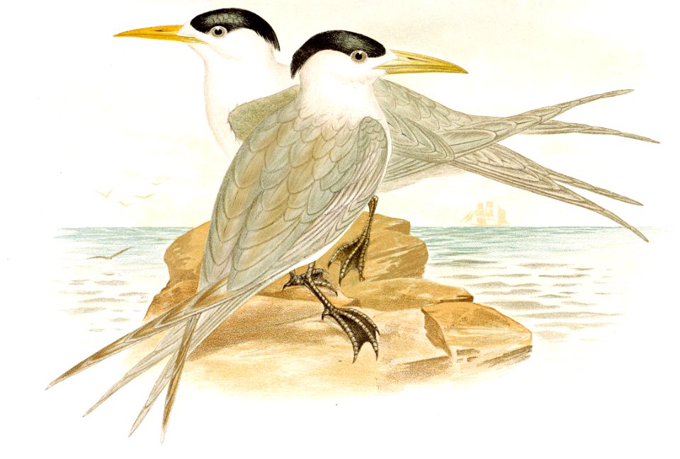 Crested Terns