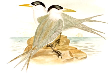Crested Terns