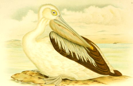 Australian Pelican