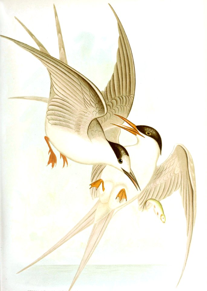 White-Fronted Tern & Roseate Tern