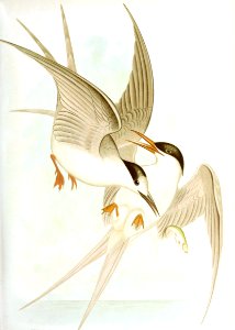 White-Fronted Tern & Roseate Tern