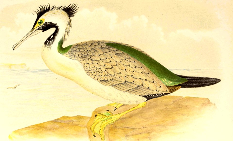 Spotted Shag