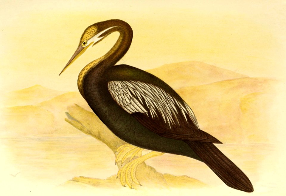 Australasian Darter