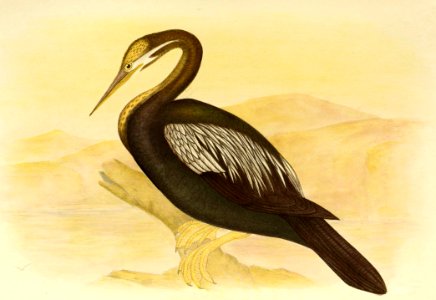 Australasian Darter