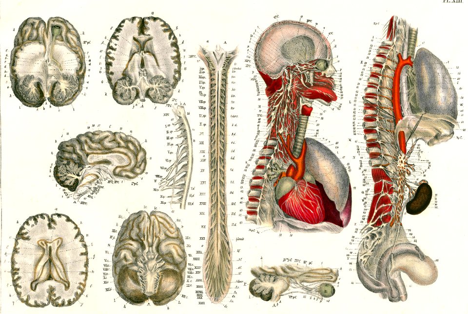 Neurography