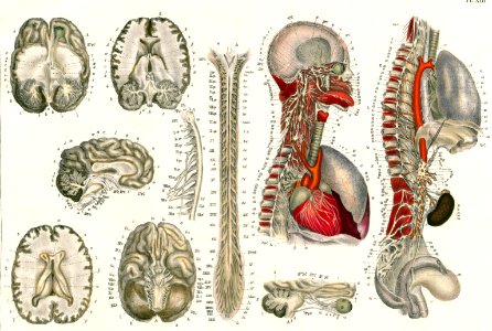 Neurography