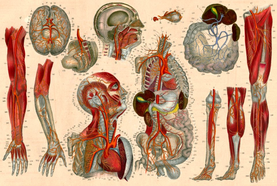 Angiography